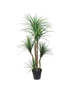 DRACAENA  NP_28_155  ΥΨΟΣ 155cm NewPlan